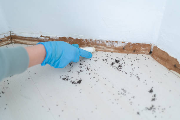 Flea Control Services in Sneedville, TN